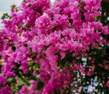 Are Bougainvillea Flowers Poisonous to Dogs? And Why Do They Glow Under Moonlight?