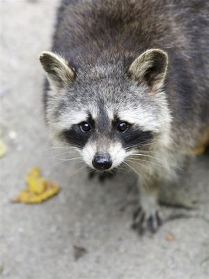 Can a Raccoon Be a Pet? And Why Do They Always Look Like They're Planning Something?