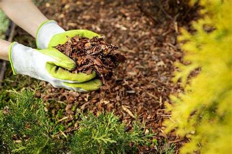 Can Flowers Grow in Mulch: A Symphony of Soil and Surrealism