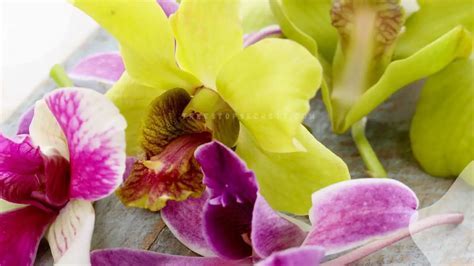 Can You Eat Orchid Flowers? Exploring the Culinary and Cultural Significance