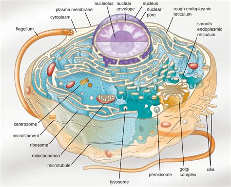 Do Animal Cells Have Flagella? And Why Do They Dance in the Moonlight?