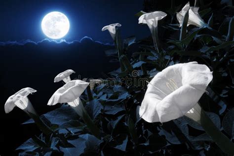 Do Moon Flowers Bloom at Night, or Do They Simply Dream of Daylight?