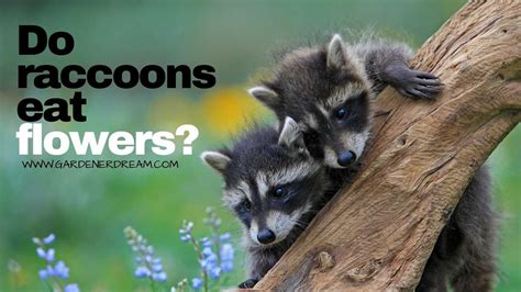 Do Raccoons Eat Flowers? And Why Do They Always Look Like They're Planning Something?