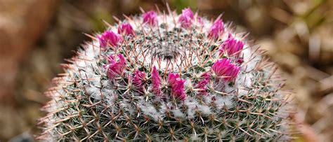 How Long Do Cactus Flowers Last: A Blooming Mystery in the Desert