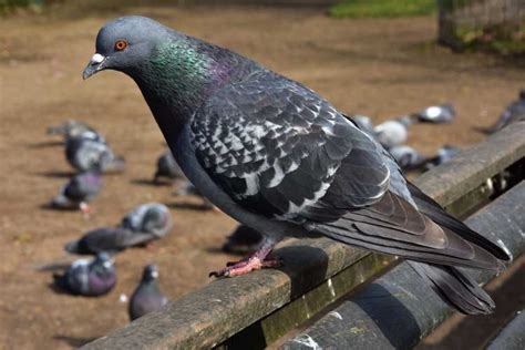 How Long Does It Take Mail to Travel in the Same City, and Why Do Pigeons Always Seem to Know the Shortest Route?