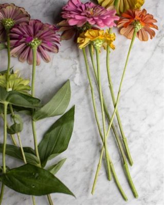 How to Cut Zinnia Flowers: A Symphony of Scissors and Petals