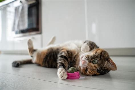 Is Pet Insurance Worth It for an Indoor Cat: A Deep Dive into Feline Financial Security and the Mysteries of Catnip Economics