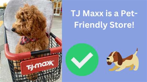 Is TJ Maxx Pet Friendly? Exploring the Intersection of Retail and Animal Companionship