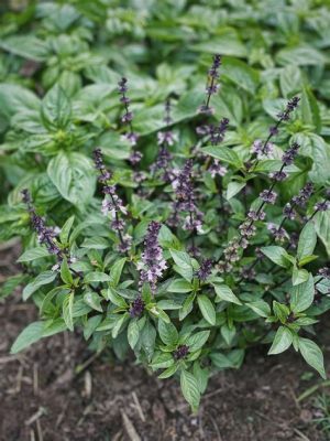 Should I Cut the Flowers Off My Basil? And Why Do They Smell Like Forgotten Dreams?