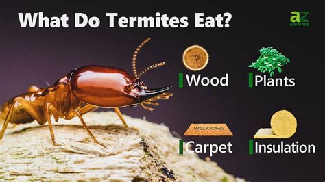 What Animal Eats Termites? And Why Do They Love Them So Much?