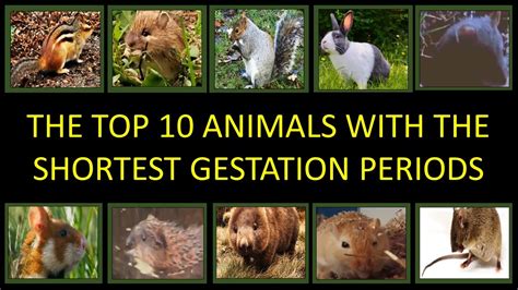 What Animal Has the Shortest Gestation Period: A Journey Through Nature's Fastest Births and Beyond