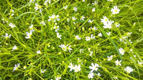 What are the little white flowers in my grass, and why do they seem to whisper secrets to the wind?