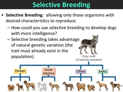 What do animal breeders do? Exploring the Unpredictable Paths of Selective Breeding