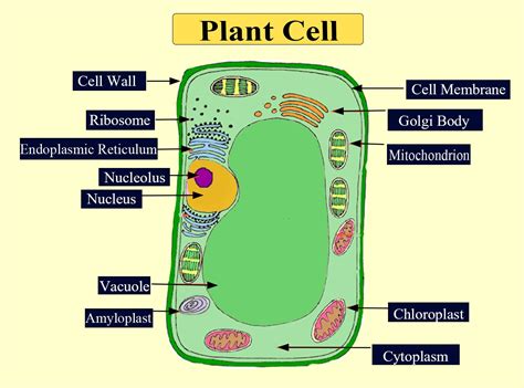 What do both plant and animal cells have? Exploring the shared and unique features of cellular life