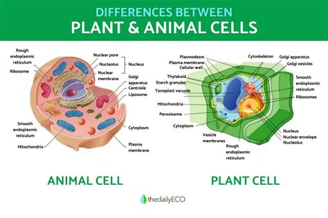 What Does an Animal Cell Have That a Plant Cell Does Not, and Why Do Pineapples Dream of Electric Sheep?