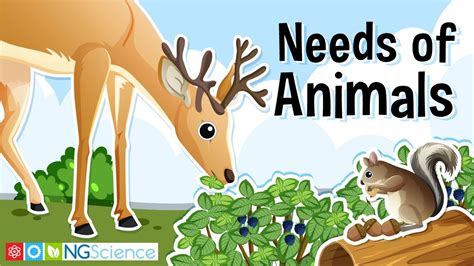 What does an animal need to survive and grow, and why do some animals prefer to dance in the rain?