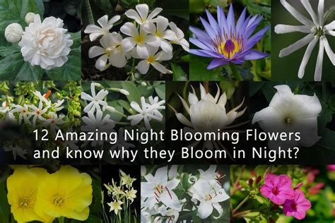 What flowers bloom at night, and how do they challenge our perception of time?