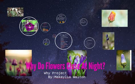 What Flowers Close at Night and Why Do They Dream of the Moon?