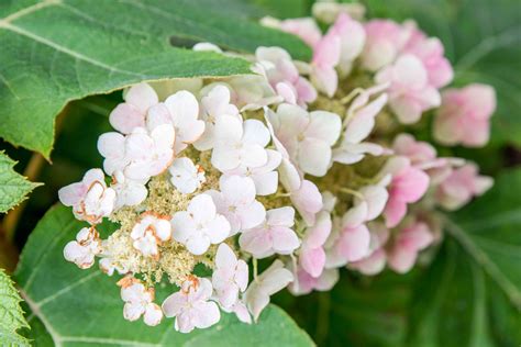 What Flowers Go with Hydrangeas: A Journey Through Floral Harmony and Whimsical Connections