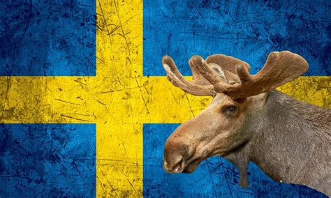 What is Sweden's National Animal? And Why Do Moose Love Fika?