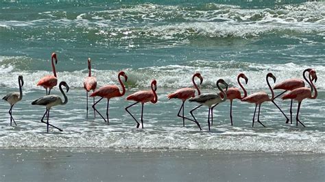 Whats the weather in Florida in December, and why do flamingos wear sunglasses?