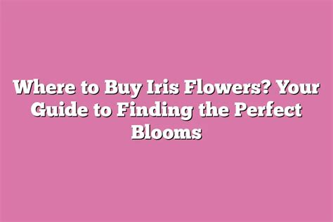 Where to Buy Iris Flowers: A Journey Through Petals and Possibilities