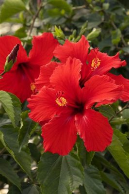 Where to Find Hibiscus Flowers: A Journey Through Gardens, Myths, and Unexpected Places