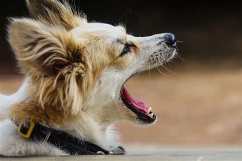 Why Do Dogs Yawn When You Pet Them: Exploring the Canine Mind and Beyond