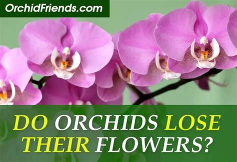 Why Do Orchids Lose Their Flowers: A Dance of Time and Mystery