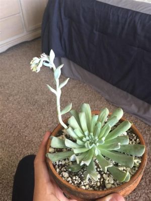 Why is My Succulent Growing a Long Stem with Flowers? And Why Do Cats Suddenly Love It?